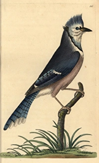 Blue jay, Cyanocitta cristata Blue jay, Cyanocitta cristata