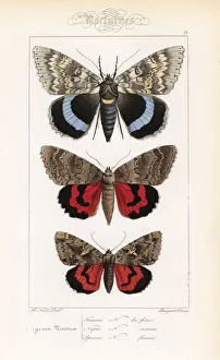 Blue underwing, red underwing and dark crimson underwing Blue underwing, red underwing and dark crimson underwing