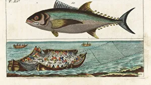 Bluefin tuna, and tuna fishing with nets Bluefin tuna, and tuna fishing with nets