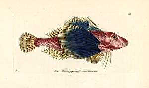 Bluewing searobin, Prionotus punctatus Bluewing searobin, Prionotus punctatus