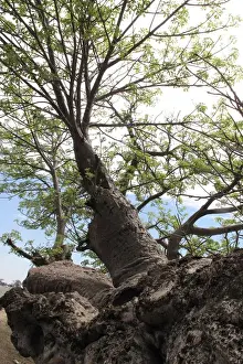 Baobab Tree Prints: Boab / Baobab Tree