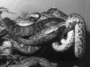 Prints of Haition Boas and a Carpet Python. Date: 1960s Carpet Python Prints: Haition Boas and Carpet Python Print, 1960s