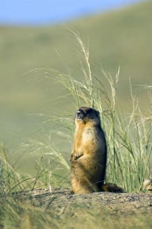 Bobak / Steppe Marmot - adult - observes surroundings Bobak / Steppe Marmot - adult - observes surroundings