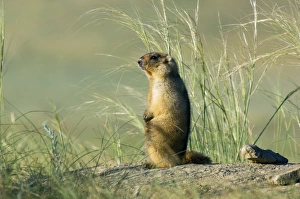 Bobak / Steppe Marmot - adult - observes and sniffs Bobak / Steppe Marmot - adult - observes and sniffs