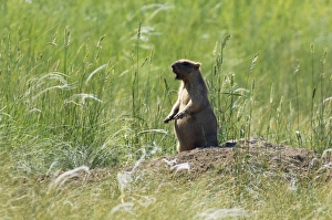 Bobak / Steppe Marmot - adult - whistles warning Bobak / Steppe Marmot - adult - whistles warning
