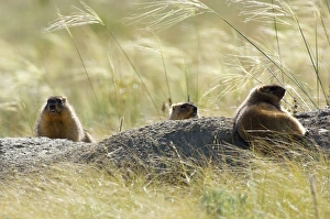 Bobak / Steppe Marmot - three adults - fat Bobak / Steppe Marmot - three adults - fat