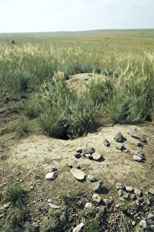Bobak / Steppe Marmot - a burrow complex in steppe Bobak / Steppe Marmot - a burrow complex in steppe