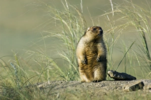 Bobak / Steppe Marmot - fat adult - observes Bobak / Steppe Marmot - fat adult - observes