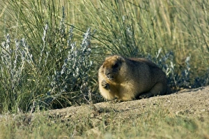 Bobak / Steppe Marmot - fat adult - ready for hibernation Bobak / Steppe Marmot - fat adult - ready for hibernation