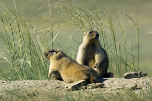 Bobak / Steppe Marmot - pair of fat adults Bobak / Steppe Marmot - pair of fat adults