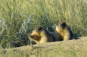 Bobak / Steppe Marmot - a pair of fat adults near Bobak / Steppe Marmot - a pair of fat adults near