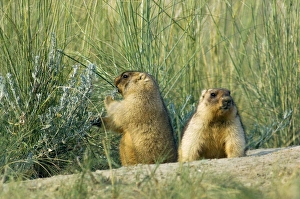 Bobak / Steppe Marmot - a pair of fat adults, ready Bobak / Steppe Marmot - a pair of fat adults, ready