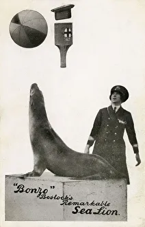 Bonzo - Bostocks remarkable Sea lion Bonzo - Bostocks remarkable Sea lion