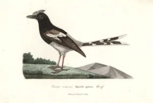 Bornean forktail, Enicurus borneensis Bornean forktail, Enicurus borneensis