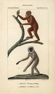 Bornean orangutan, Pongo pygmaeus (endangered) Bornean orangutan, Pongo pygmaeus (endangered)