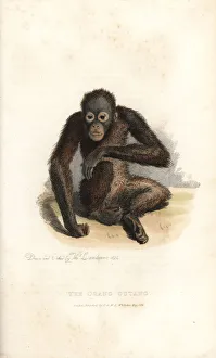 Bornean orangutan, Pongo pygmaeus. Endangered Bornean orangutan, Pongo pygmaeus. Endangered