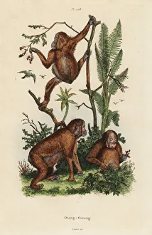 Bornean orangutans, Pongo pygmaeus. Critically endangered Bornean orangutans, Pongo pygmaeus. Critically endangered