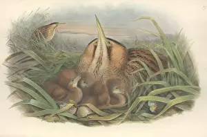 Prints of Botaurus stellaris, Eurasian bittern Eurasian Bittern Prints: Botaurus stellaris, Eurasian Bittern Print
