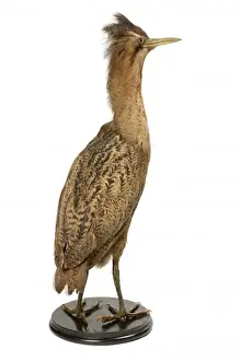 Natural History Museum Tring Prints: Botaurus stellaris, great bittern