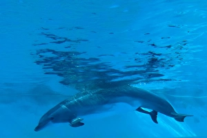 Bottlenose Dolphin - birth process has started Bottlenose Dolphin - birth process has started