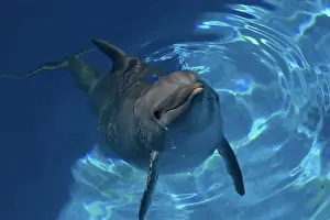 Bottlenose Dolphin Print - Resting at Surface