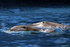Bottlenose Dolphin - Resting at surface Bottlenose Dolphin - Resting at surface