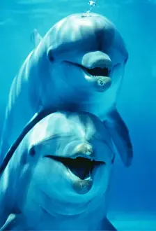 Bottlenose Dolphin Prints: Bottlenose DOLPHIN - two, facing, one on top of the other