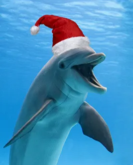 Bottlenose dolphin wearing Christmas hat Bottlenose dolphin wearing Christmas hat