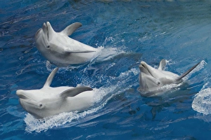 Bottlenose dolphins - 3 together swimming on back Bottlenose dolphins - 3 together swimming on back