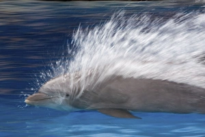 Bottlenose Dolphins - Swimming at speed through water Bottlenose Dolphins - Swimming at speed through water