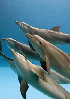 Bottlenose dolphins - swimming underwater Bottlenose dolphins - swimming underwater