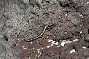 Boutons skink Snake-eyed skink Boutons skink Snake-eyed skink