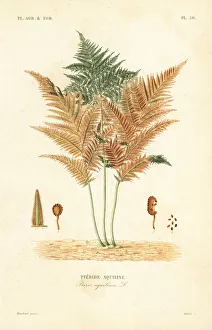 Bracken or common brake fern, Pteridium aquilinum Bracken or common brake fern, Pteridium aquilinum