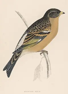 Migratory Birds Prints: BRAMBLING