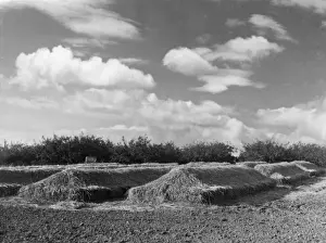 Bramley Apple Clamp Print, Suffolk, England, 1950s
