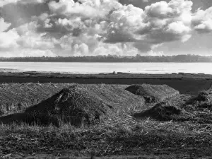 Bramley Apple Clamp Print, Suffolk, England, 1950s