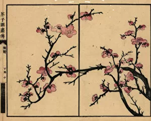 Anachronism Collection: Branch of pink plum blossom
