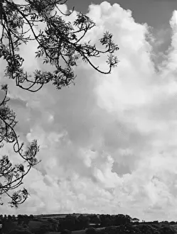 Atmospheric Cloud Formations Prints: Branches and Clouds