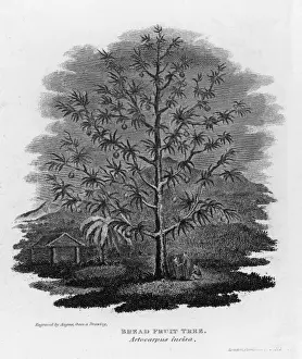 Breadfruit Tree Prints: Breadfruit Tree