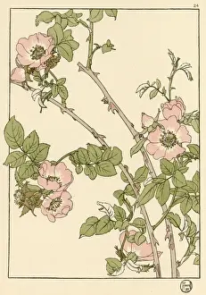 Briar Rose Decorative Flower Study Print, 1899