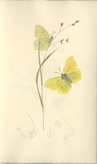 Brimstone by John Curtis (1791 - 1862) Brimstone by John Curtis (1791 - 1862)