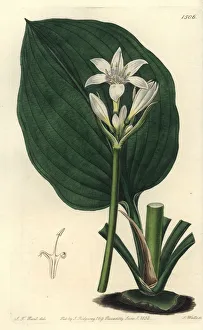 Brisbane lily, Proiphys cunninghamii Brisbane lily, Proiphys cunninghamii