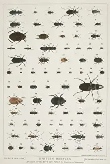 Prints of A poster of beetle specimens selected for The Boys Own Paper by Watkins and Doncaster, naturalists Insect Prints: British Beetles Print: A Collection of Beetle Specimens