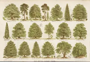 British Forest Trees Print: A Chart of Native Species