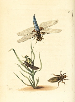 Broad-bodied chaser or darter, Libellula depressa Broad-bodied chaser or darter, Libellula depressa