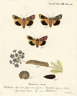 Broad-bordered yellow underwing, Noctua fimbriata Broad-bordered yellow underwing, Noctua fimbriata