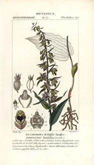 Broad-leaved helleborine orchid, Epipactis helleborine Broad-leaved helleborine orchid, Epipactis helleborine