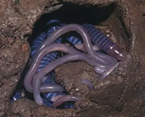 Brooding Female Caecilian with Her Young Print