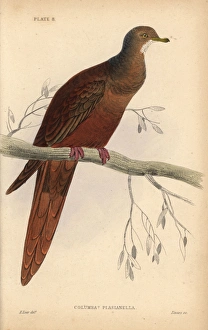 Brown Cuckoo-Dove, Macropygia phasianella Brown Cuckoo-Dove, Macropygia phasianella