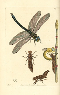 Brown hawker dragonfly, Aeshna grandis Brown hawker dragonfly, Aeshna grandis